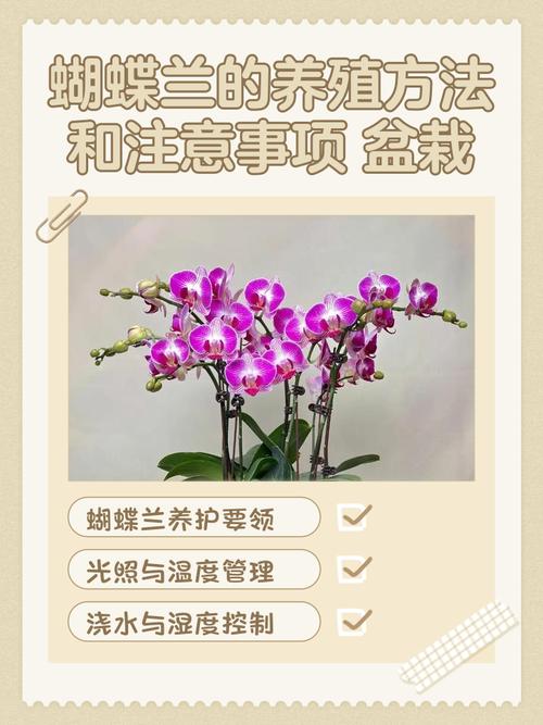 蝴蝶兰自然繁殖方法有哪些？-第2张图片-宁夏农业信息网