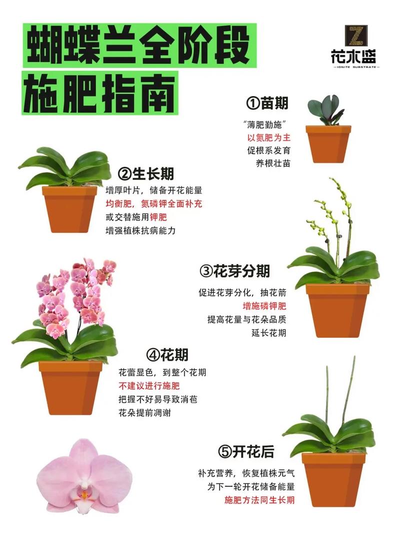 蝴蝶兰自然繁殖方法有哪些？-第3张图片-宁夏农业信息网