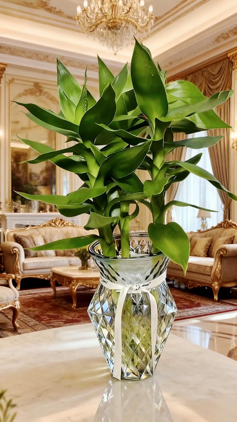 富贵莲花竹怎么水养才茂盛？-第2张图片-宁夏农业信息网