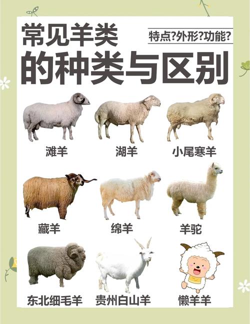 北方养羊适合哪些品种?-第1张图片-宁夏农业信息网 北方养羊适合哪些品种?-第1张图片-宁夏农业信息网