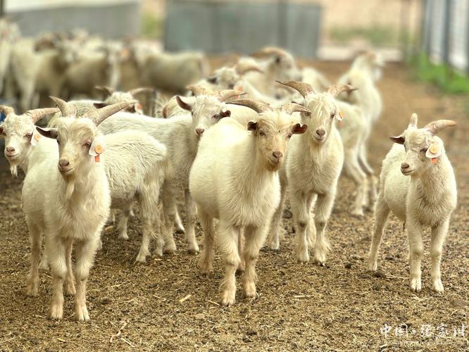 北方养羊适合哪些品种？-第2张图片-宁夏农业信息网