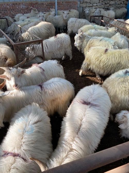 北方养羊适合哪些品种?-第3张图片-宁夏农业信息网 北方养羊适合哪些品种?-第3张图片-宁夏农业信息网