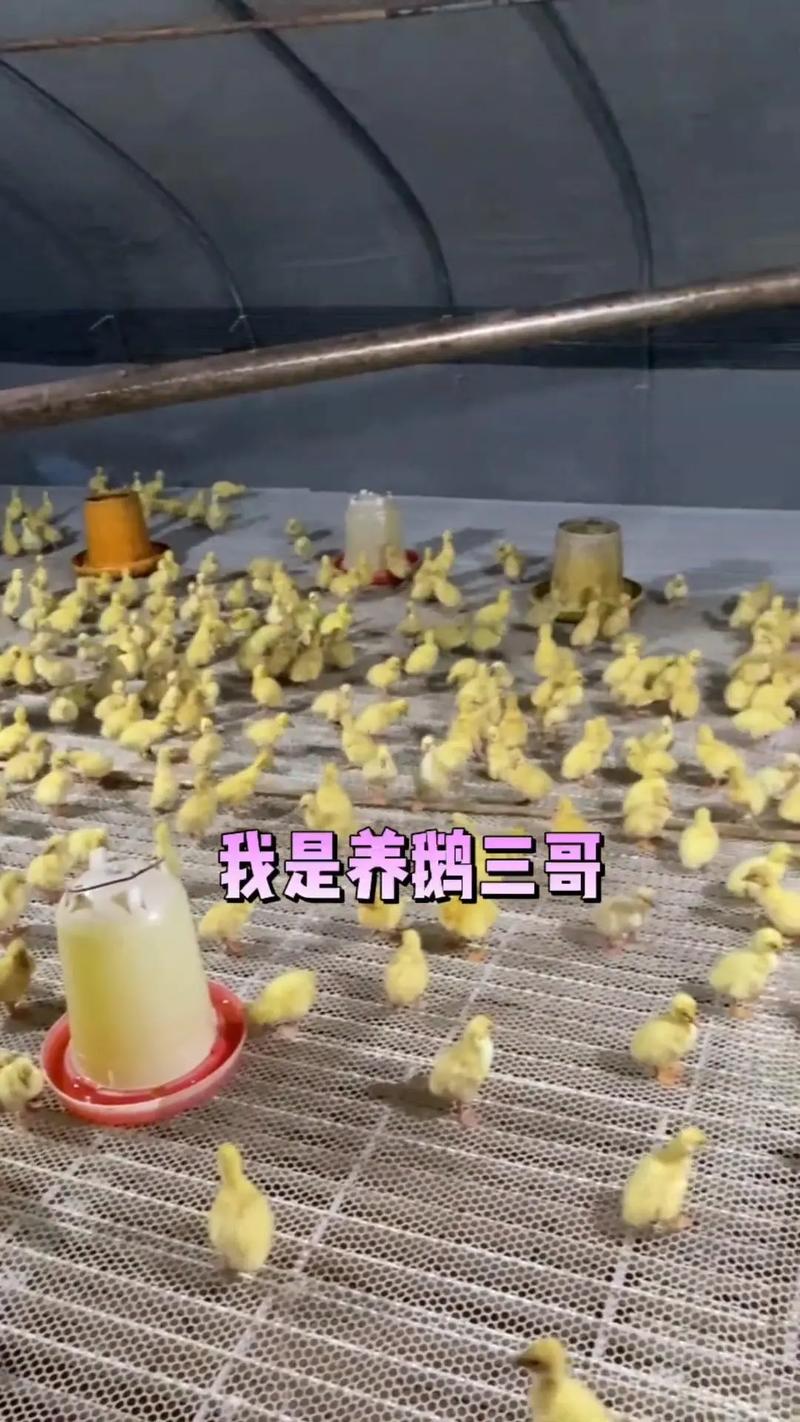 雏鹅育雏室如何有效防潮湿？-第1张图片-宁夏农业信息网