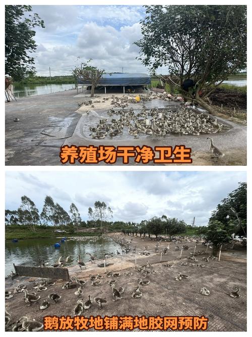 雏鹅育雏室如何有效防潮湿？-第2张图片-宁夏农业信息网