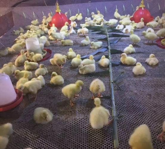 雏鹅育雏室如何有效防潮湿？-第3张图片-宁夏农业信息网