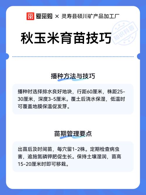 秋玉米何时种？怎么种才高产？-第1张图片-宁夏农业信息网