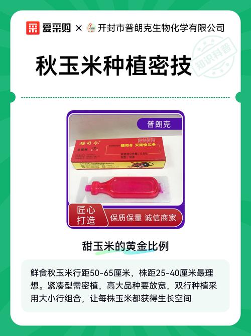 秋玉米何时种？怎么种才高产？-第2张图片-宁夏农业信息网