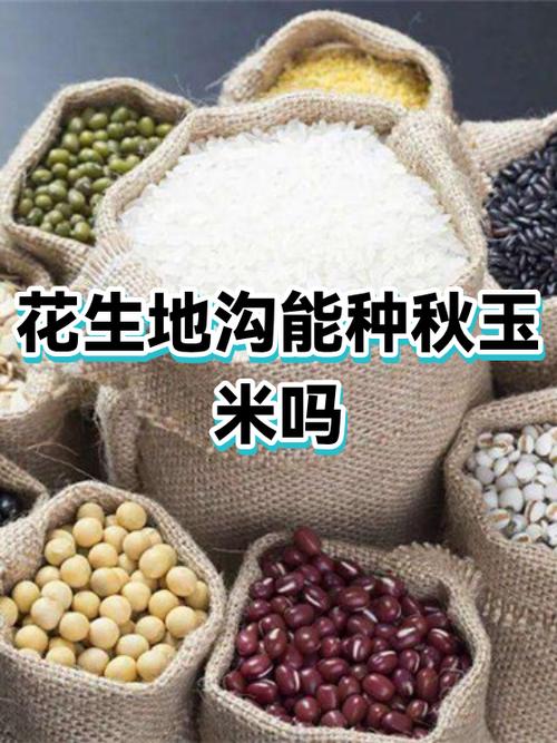 秋玉米何时种？怎么种才高产？-第3张图片-宁夏农业信息网