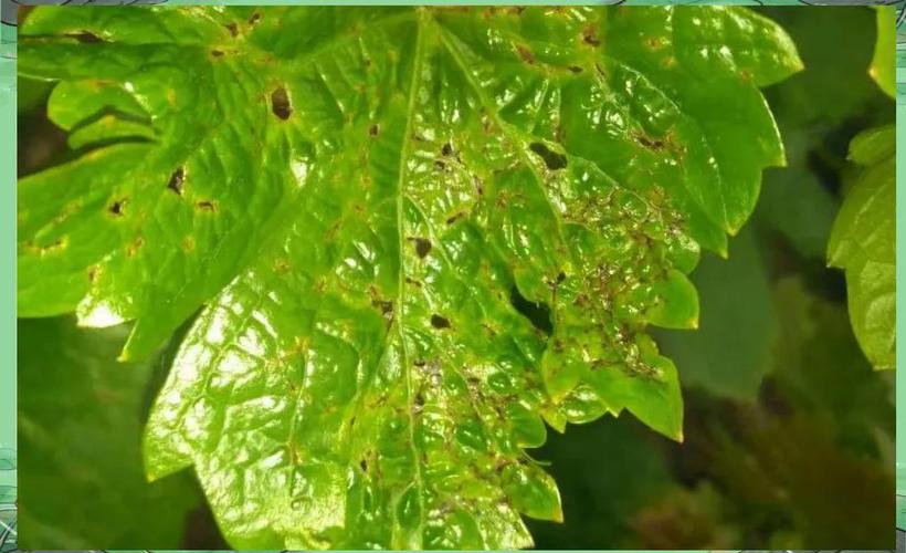 葡萄绿盲蝽怎么防治效果好？-第2张图片-宁夏农业信息网