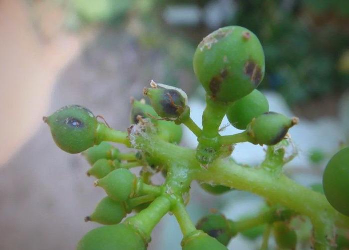 葡萄绿盲蝽怎么防治效果好？-第3张图片-宁夏农业信息网