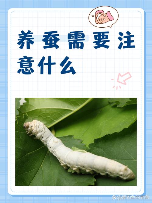 农业科技如何优化蚕的喂养方法？-第2张图片-宁夏农业信息网