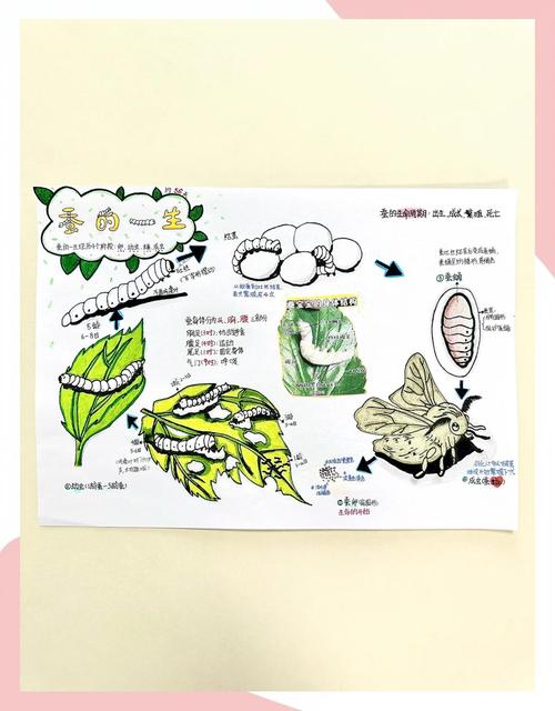 农业科技如何优化蚕的喂养方法？-第3张图片-宁夏农业信息网