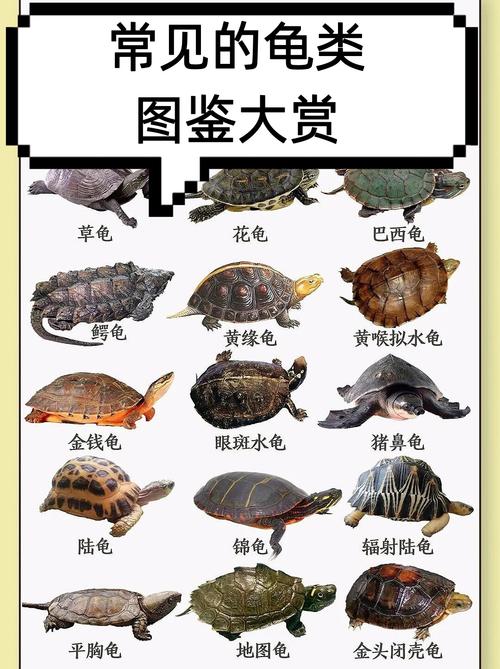 中国龟类品种有哪些?-第1张图片-宁夏农业信息网 中国龟类品种有哪些?-第1张图片-宁夏农业信息网