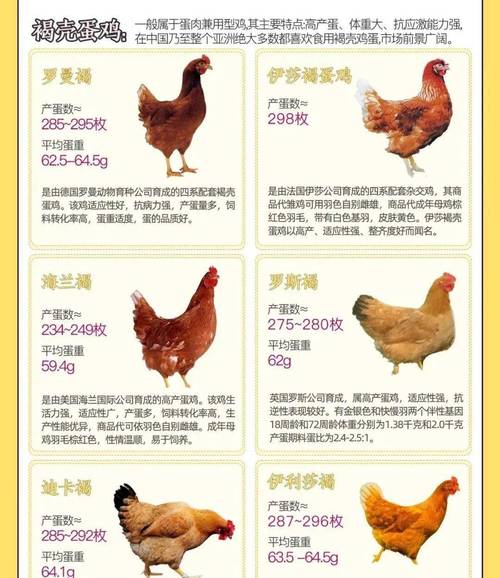 蛋鸡养殖品种究竟有多少种？-第2张图片-宁夏农业信息网