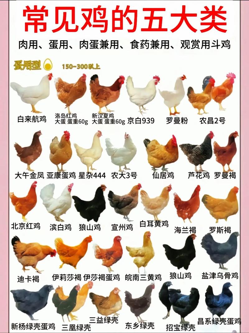 蛋鸡养殖品种究竟有多少种？-第3张图片-宁夏农业信息网