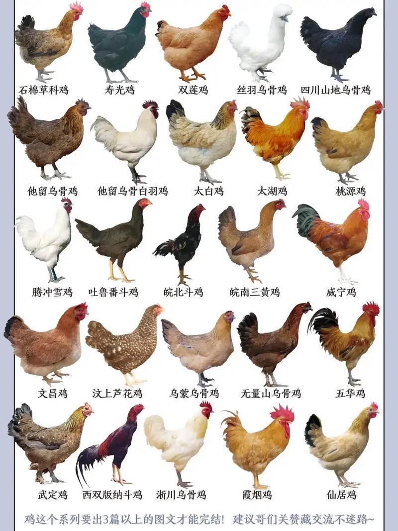蛋鸡养殖品种究竟有多少种？-第1张图片-宁夏农业信息网