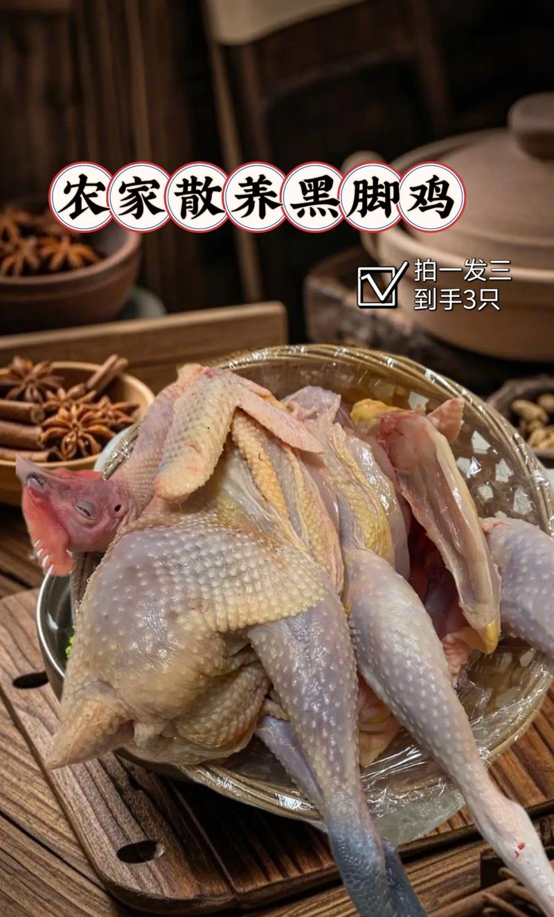 散养黑土鸡的关键方法有哪些？-第2张图片-宁夏农业信息网