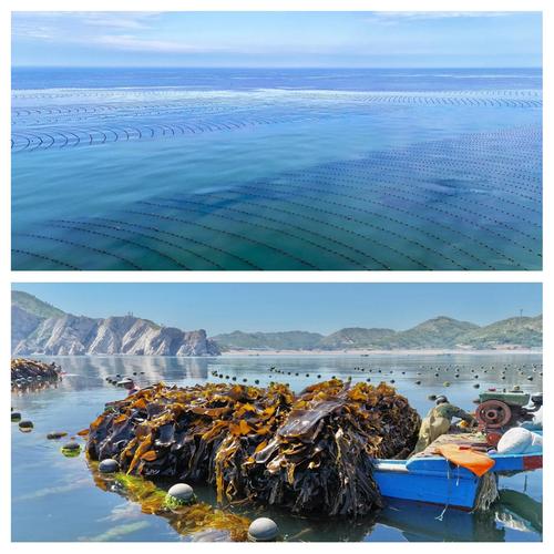 浙江海域海带养殖品种有哪些？-第1张图片-宁夏农业信息网
