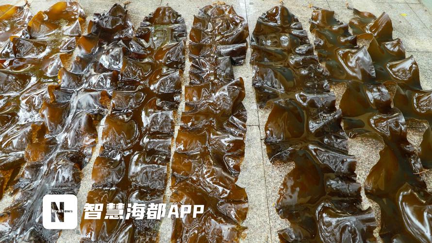 浙江海域海带养殖品种有哪些？-第2张图片-宁夏农业信息网