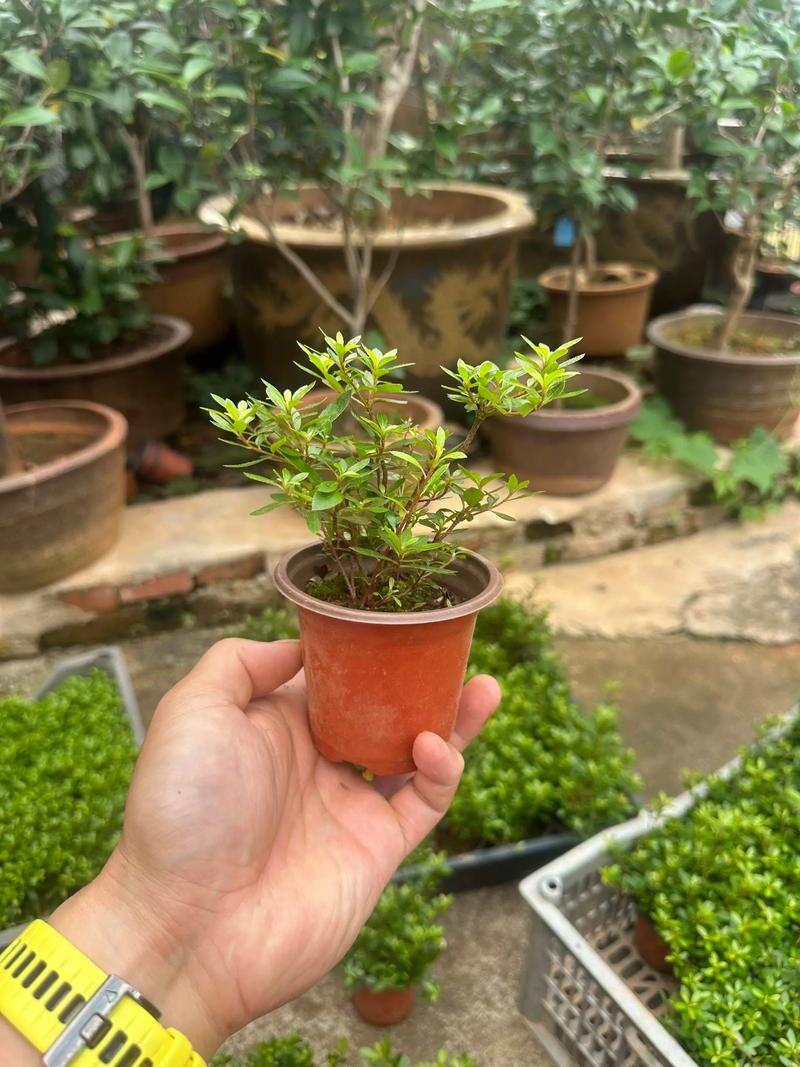 早乙女杜鹃怎么修剪才合适？-第1张图片-宁夏农业信息网