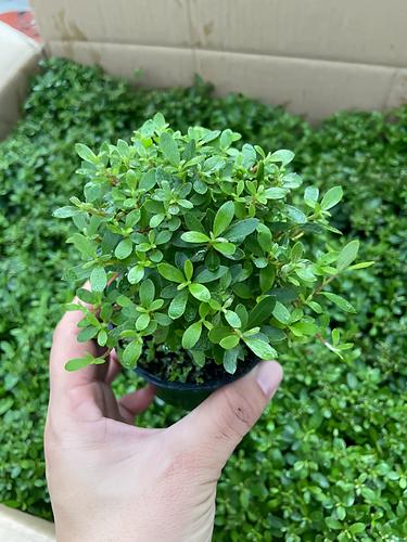 早乙女杜鹃怎么修剪才合适？-第2张图片-宁夏农业信息网