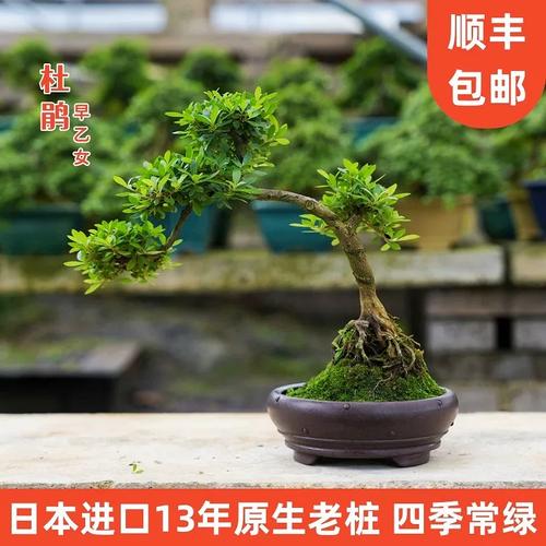 早乙女杜鹃怎么修剪才合适？-第3张图片-宁夏农业信息网