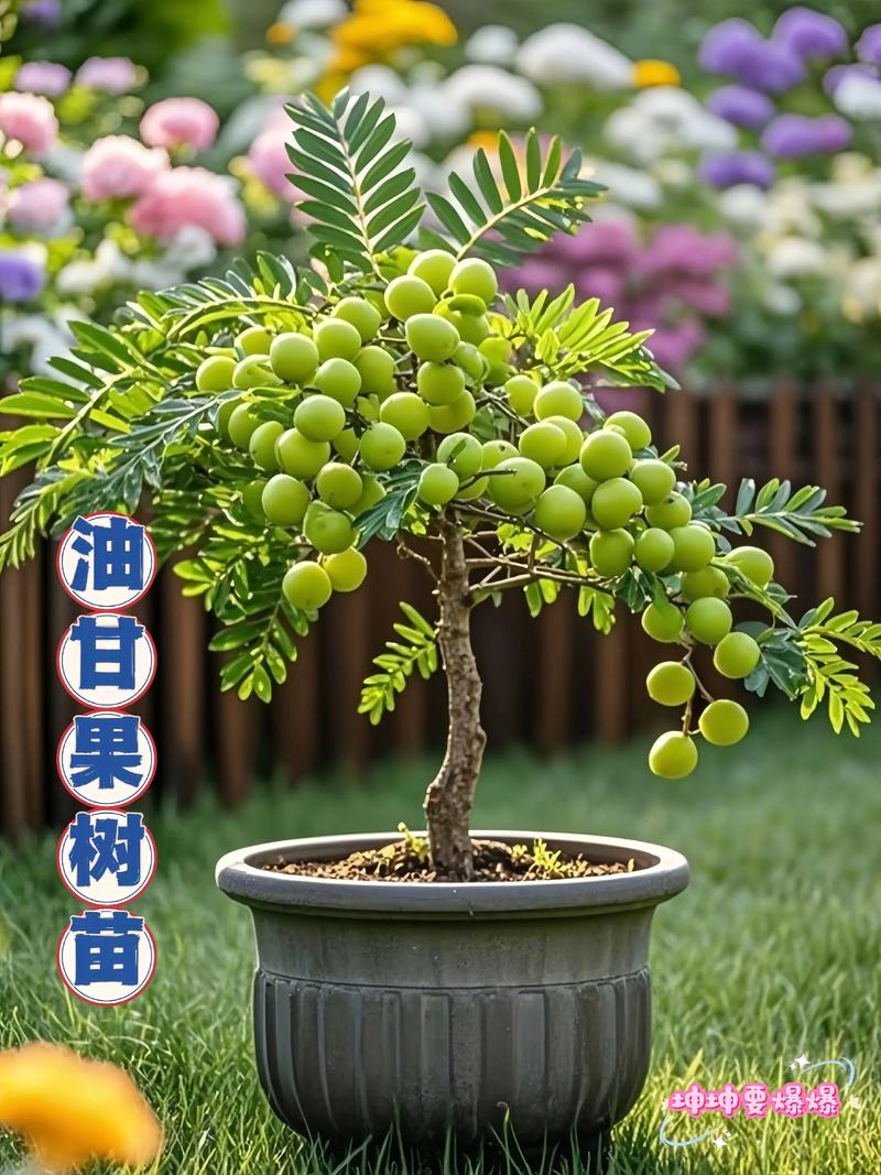 哪种果树品种种植效益最高？-第2张图片-宁夏农业信息网