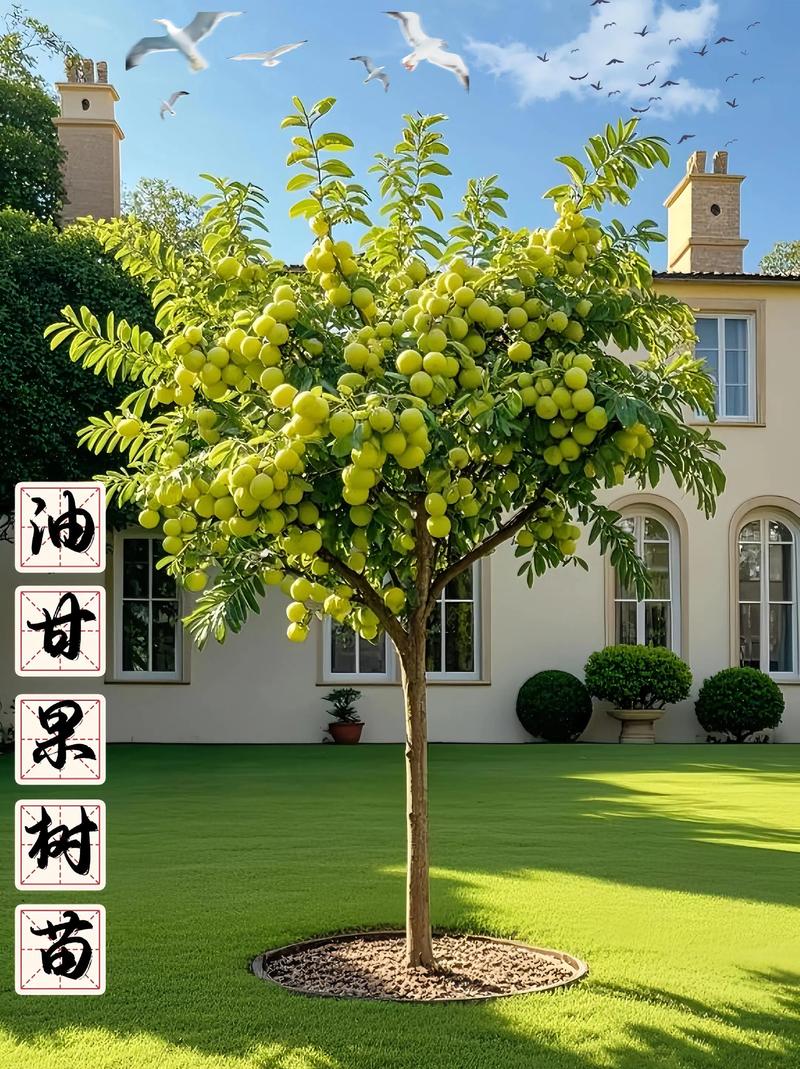 哪种果树品种种植效益最高？-第1张图片-宁夏农业信息网