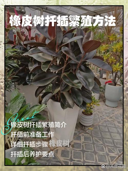 橡皮树高空扦插怎么操作？-第2张图片-宁夏农业信息网