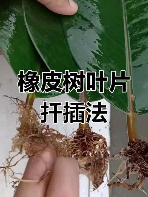 橡皮树高空扦插怎么操作？-第1张图片-宁夏农业信息网