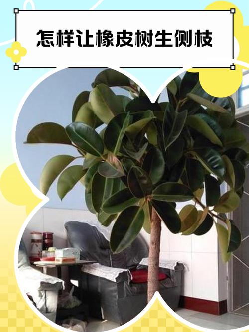 橡皮树高空扦插怎么操作？-第3张图片-宁夏农业信息网