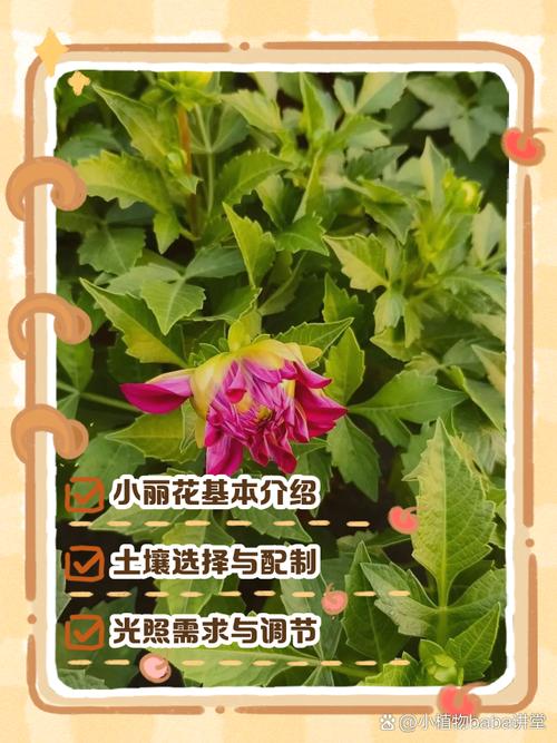 小丽花怎么养才好？-第1张图片-宁夏农业信息网