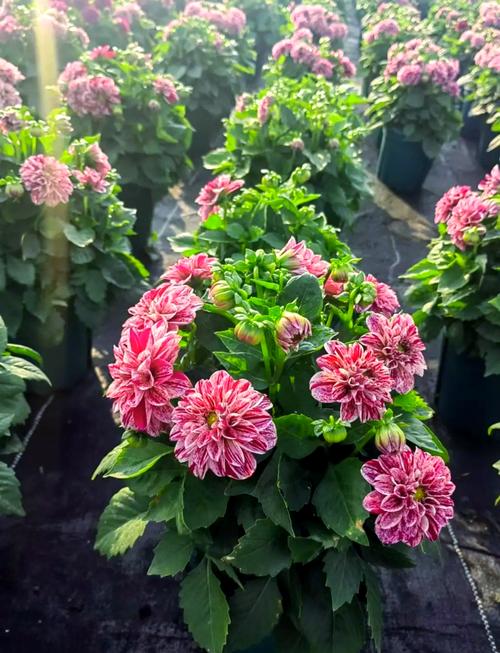 小丽花怎么养才好？-第2张图片-宁夏农业信息网