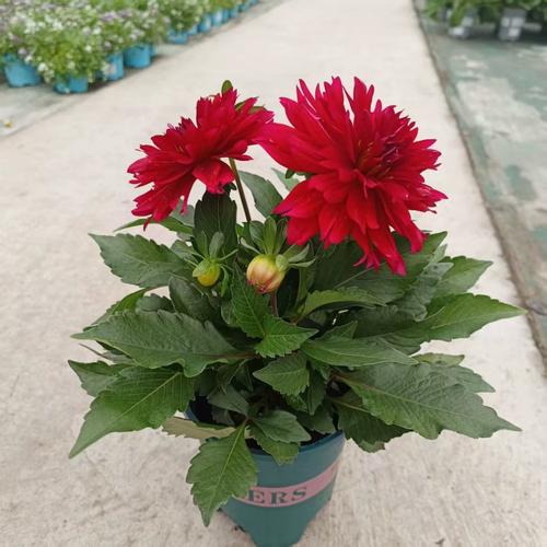 小丽花怎么养才好？-第3张图片-宁夏农业信息网