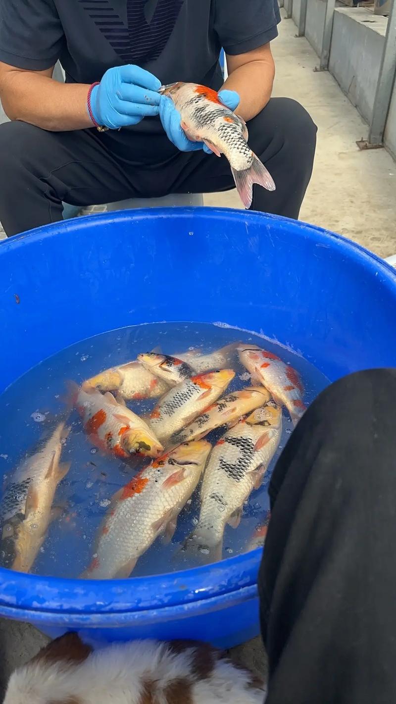 鲤鱼高密度养殖如何实现高效管理？-第1张图片-宁夏农业信息网