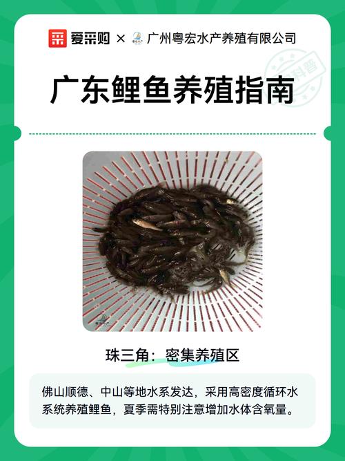 鲤鱼高密度养殖如何实现高效管理？-第3张图片-宁夏农业信息网
