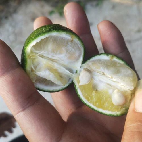 什么橙子有种子？哪些橙子品种带籽？-第1张图片-宁夏农业信息网