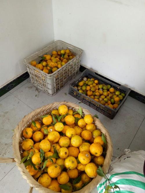 什么橙子有种子？哪些橙子品种带籽？-第3张图片-宁夏农业信息网