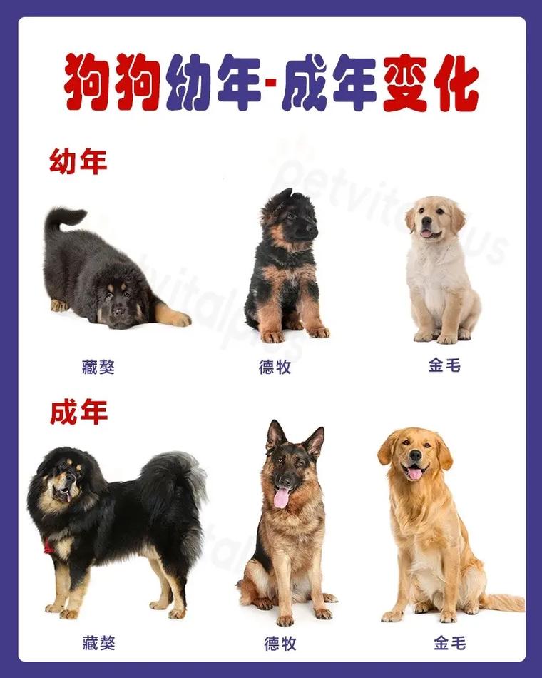 家畜品种如何形成与演变？-第1张图片-宁夏农业信息网