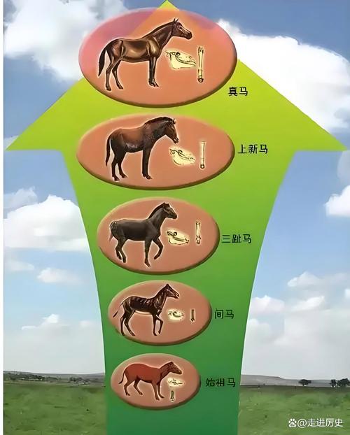 家畜品种如何形成与演变？-第3张图片-宁夏农业信息网
