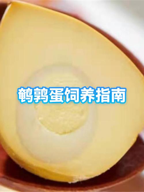 鹌鹑蛋养殖条件方法有哪些？-第2张图片-宁夏农业信息网