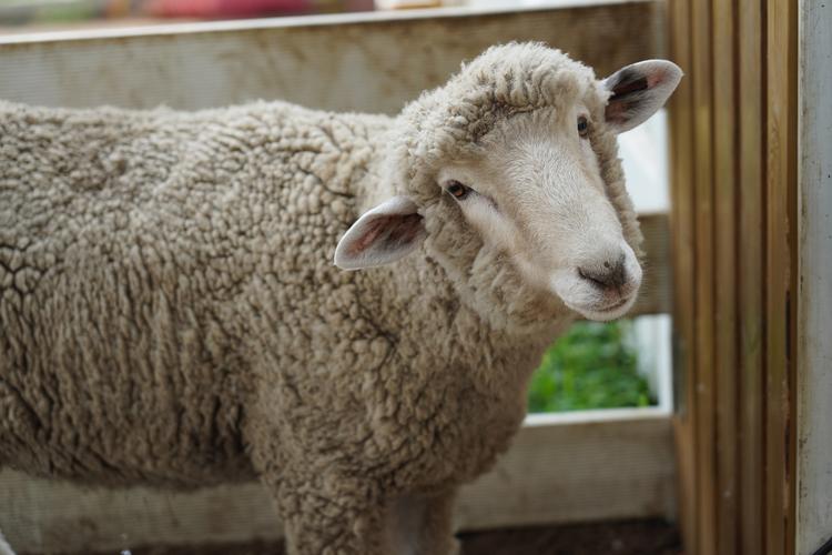 什么羊的毛最好？-第1张图片-宁夏农业信息网