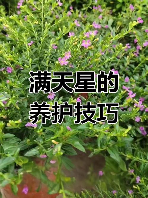 满天星怎么繁殖？图解步骤看这里！-第1张图片-宁夏农业信息网