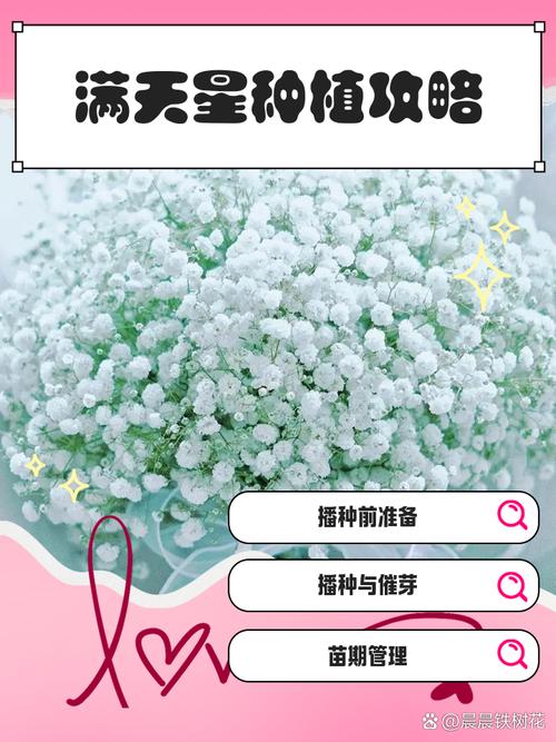 满天星怎么繁殖？图解步骤看这里！-第2张图片-宁夏农业信息网