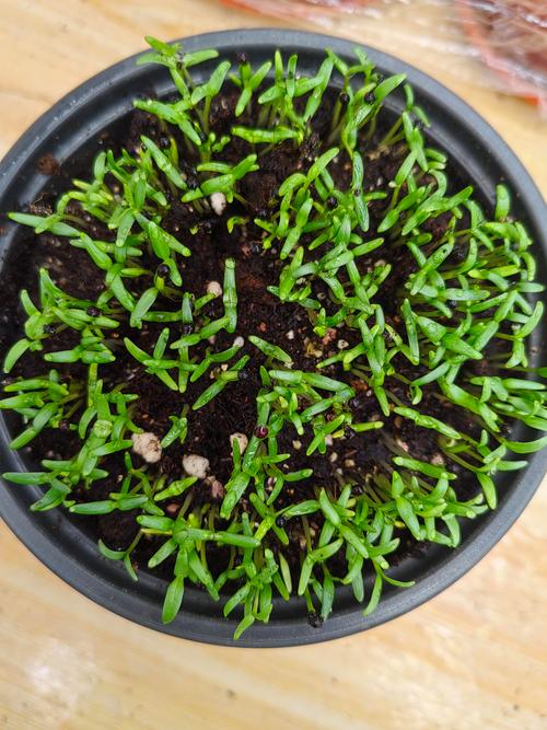 满天星怎么繁殖？图解步骤看这里！-第3张图片-宁夏农业信息网