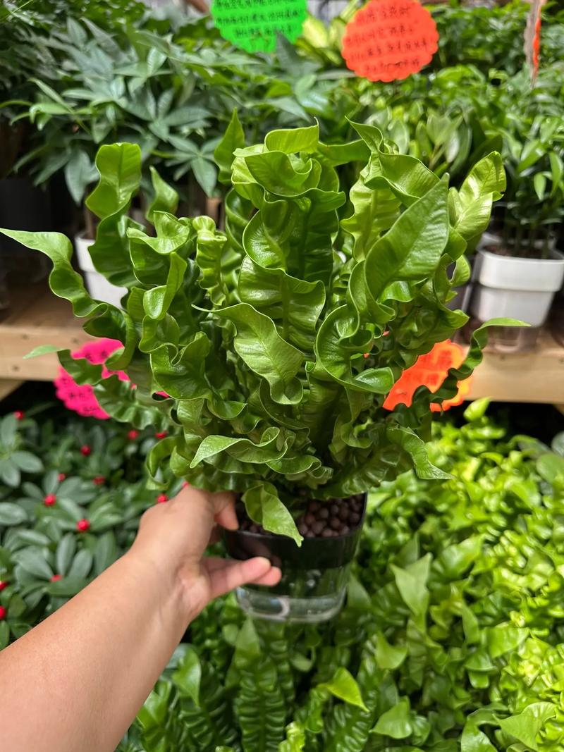 鸟巢蕨怎么养才能长得好？-第1张图片-宁夏农业信息网