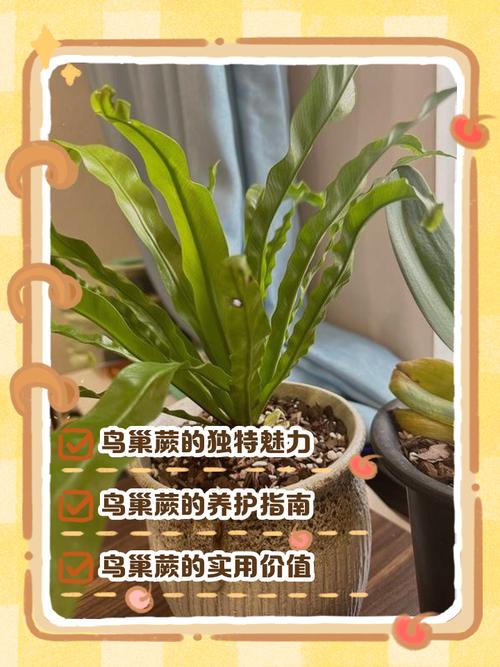 鸟巢蕨怎么养才能长得好？-第2张图片-宁夏农业信息网