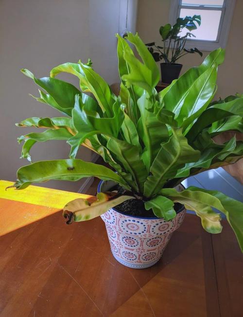 鸟巢蕨怎么养才能长得好？-第3张图片-宁夏农业信息网