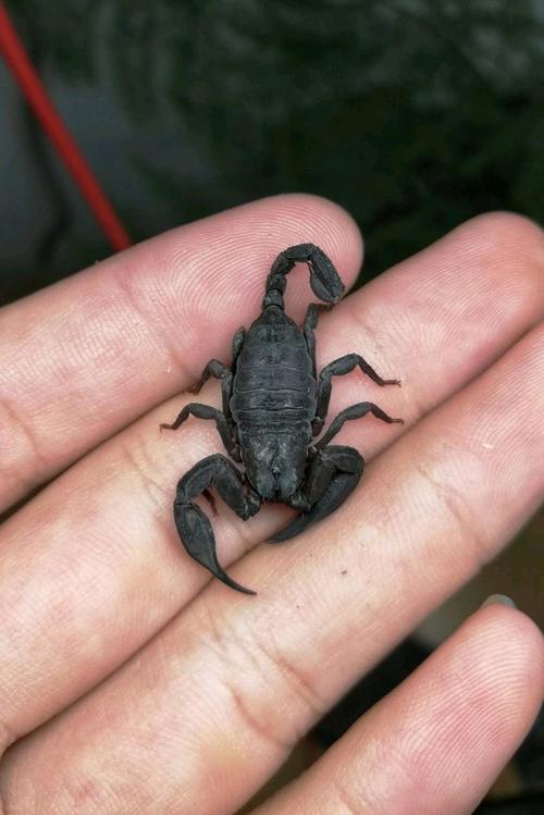 中国蝎子有哪些常见品种?-第1张图片-宁夏农业信息网 中国蝎子有哪些常见品种?-第1张图片-宁夏农业信息网