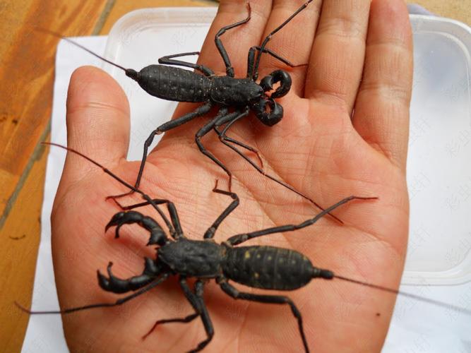 中国蝎子有哪些常见品种？-第2张图片-宁夏农业信息网